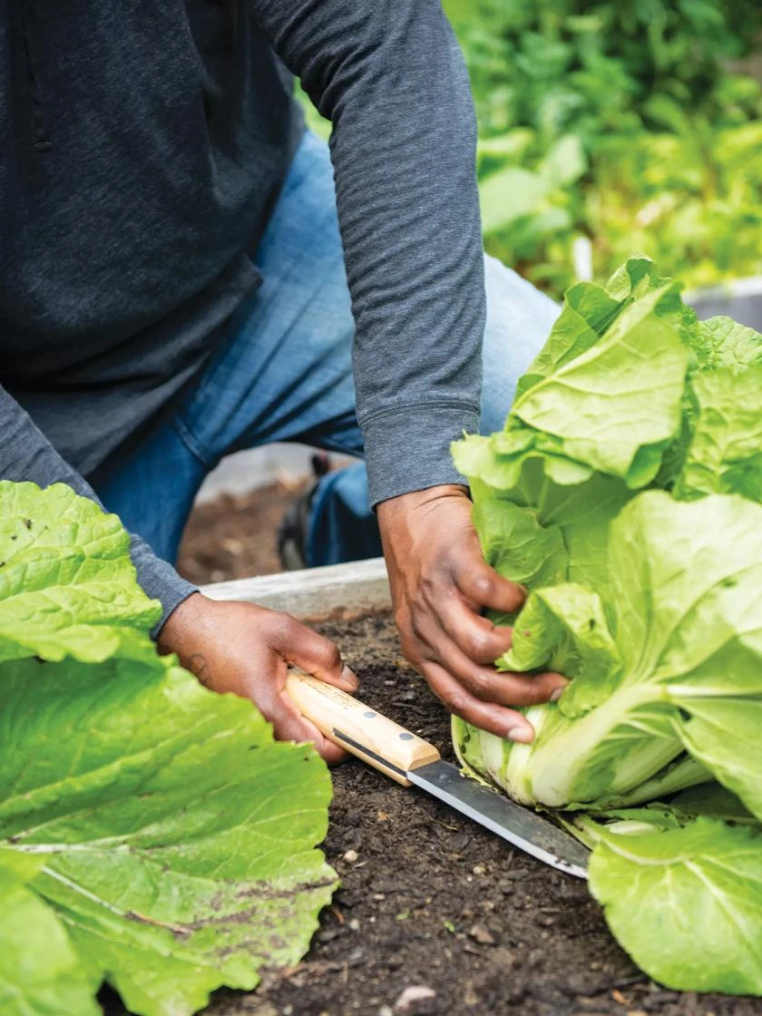 Gardener's Lifetime Hori Hori Knife 2 Gardener's Lifetime Hori Hori Knife - Image 2