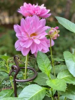 Arden Single Stem Supports, Set Of 2 -Garden Care Series Store 8610375 5703 tif