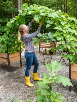 2’ X 8’ Arch Trellis For Planter Boxes 13 2’ X 8’ Arch Trellis For Planter Boxes -Garden Care Series Store 8610798 050 tif