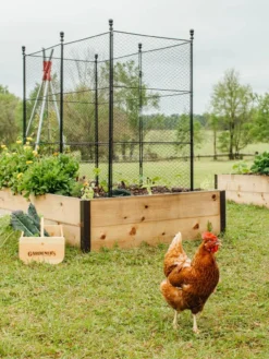 Tall Chicken Wire Critter Fence With Gate -Garden Care Series Store 8611020 316 tif