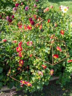 Parasol Plant Supports, Set Of 3 -Garden Care Series Store 8611129 050 tif