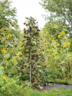 DIY Connector For Teepee Trellis 15 DIY Connector For Teepee Trellis -Garden Care Series Store 8611896 062 tif