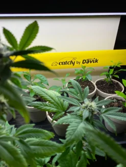 Catchy Natural Greenhouse Pest Protection Sticky Roll, 30’ -Garden Care Series Store 8611979 8004