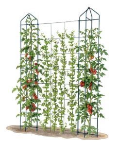 Zenith Trellis -Garden Care Series Store 8612036 art tif