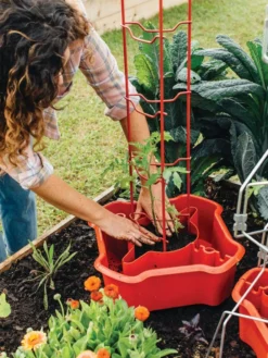 Deluxe Tomato Halos, Set Of 2 12 Deluxe Tomato Halos, Set Of 2 -Garden Care Series Store 8612045 135 tif