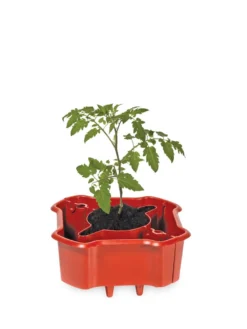 Deluxe Tomato Halos, Set Of 2