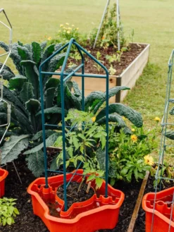 Deluxe Tomato Halos, Set Of 2 13 Deluxe Tomato Halos, Set Of 2 -Garden Care Series Store 8612045 221 tif