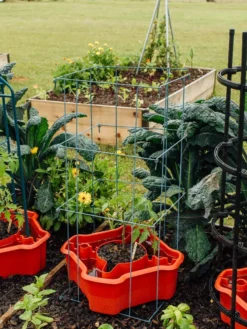 Deluxe Tomato Halos, Set Of 2 15 Deluxe Tomato Halos, Set Of 2 -Garden Care Series Store 8612045 226 tif