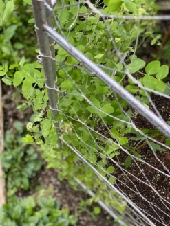 Chicken Wire Pea Trellis -Garden Care Series Store 8612718 7312