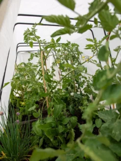 Cotton All Purpose Garden Cover -Garden Care Series Store 8612815 0039 tif