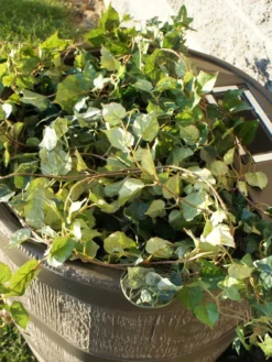 Round Rain Barrel With Planter, 35 Gallons -Garden Care Series Store 8612856WALNT 03V tif