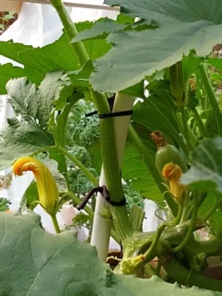 Farmyarn® Multipurpose Garden Tie, 2 Pack -Garden Care Series Store 8612948 01v