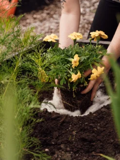 Hortiwool ®, 5 Pad Pack 13 Hortiwool ®, 5 Pad Pack -Garden Care Series Store 8613263 12v