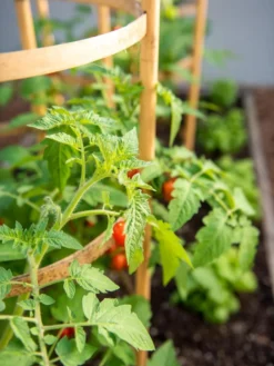 Bamboo Tomato Cages, Set Of 3 -Garden Care Series Store 8613426 6934