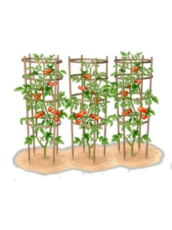 Bamboo Tomato Cages, Set Of 3 -Garden Care Series Store 8613426 art