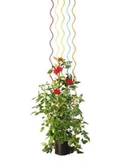 Rainbow Spiral Supports, Set Of 5 -Garden Care Series Store GS36377 03S tif